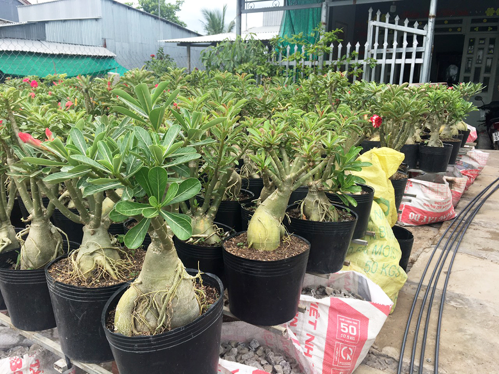 Cây đẹp, Cây sứ thái kép trưởng thành