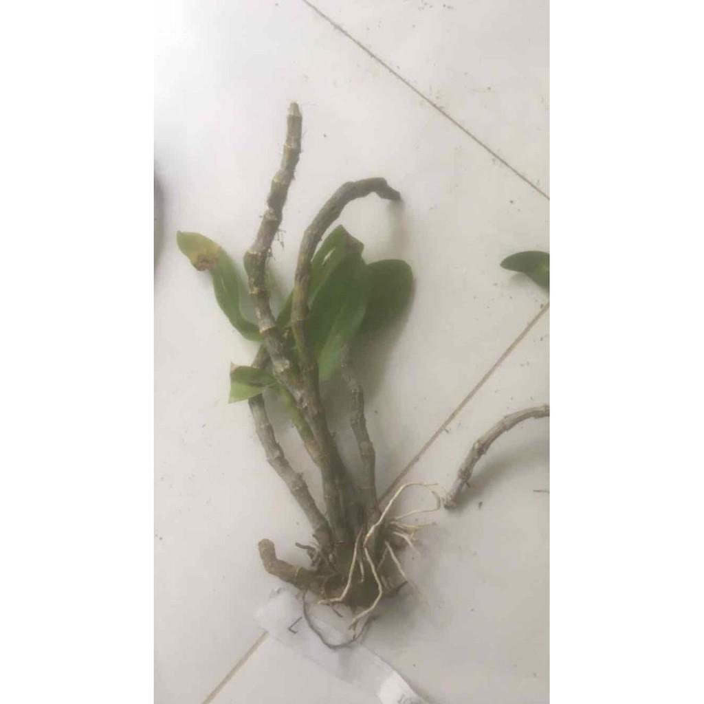 Trầm tím rừng