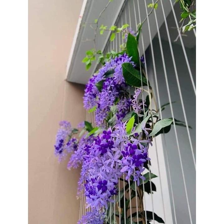 CÂY GIỐNG HOA MAI XANH THÁI