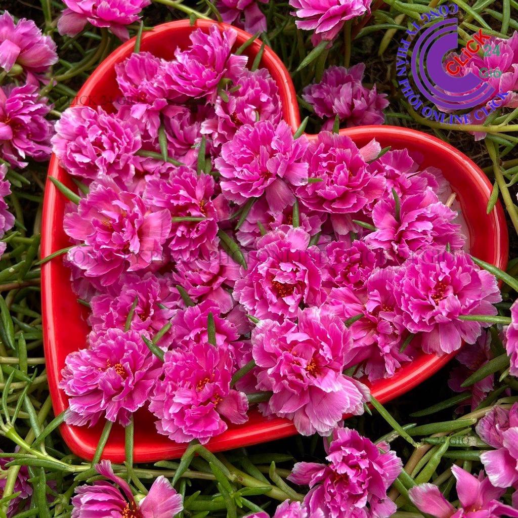 1 Ký Cành Giống Hoa Mười Giờ MẪU ĐƠN Cánh tua Thái Kép Màu Mới Cành Tơ Siêu Khỏe Lạ và Đẹp