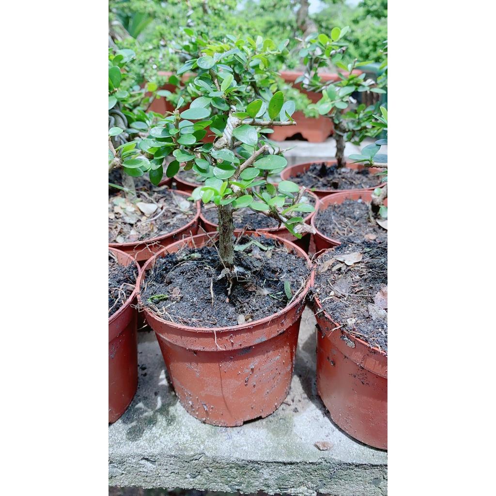 Linh Sam Trái Bonsai