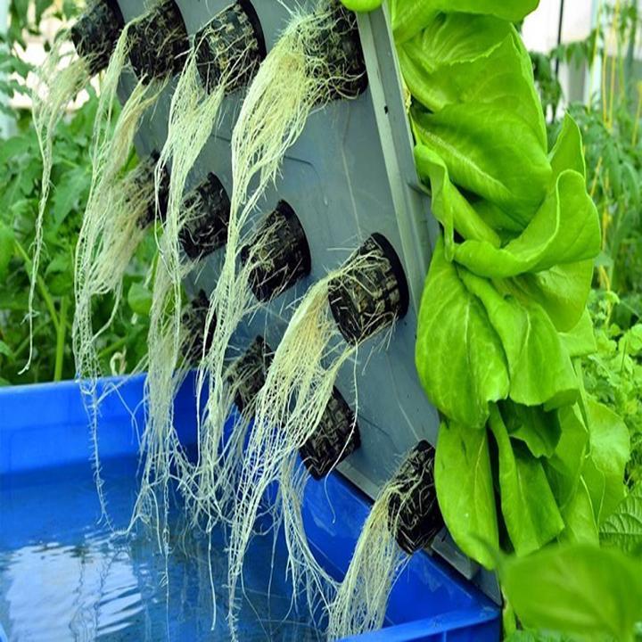 Bộ Dung Dịch Dinh Dưỡng Thủy Canh HydroUmat V Cho Rau Ăn Lá VTNN Nông Điền Trang