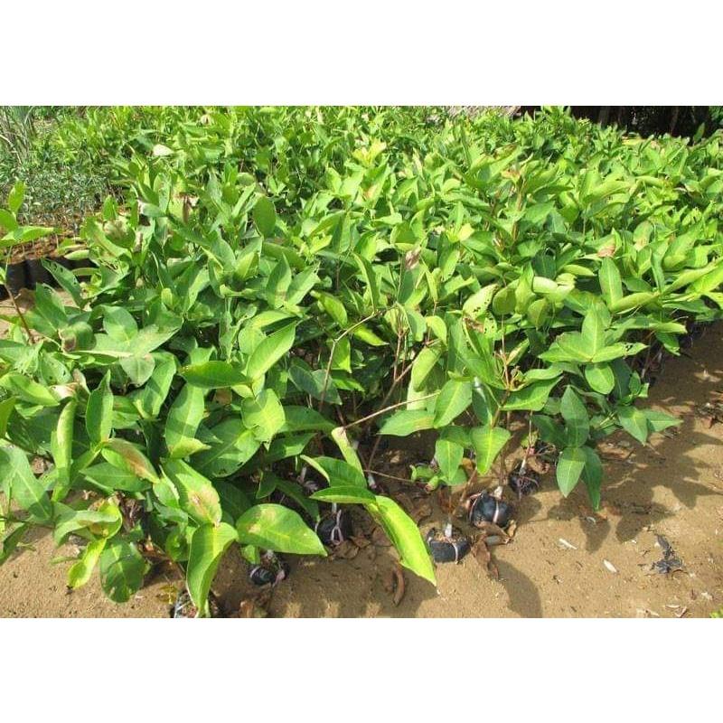 Cây giống mận xanh đường siêu sớm