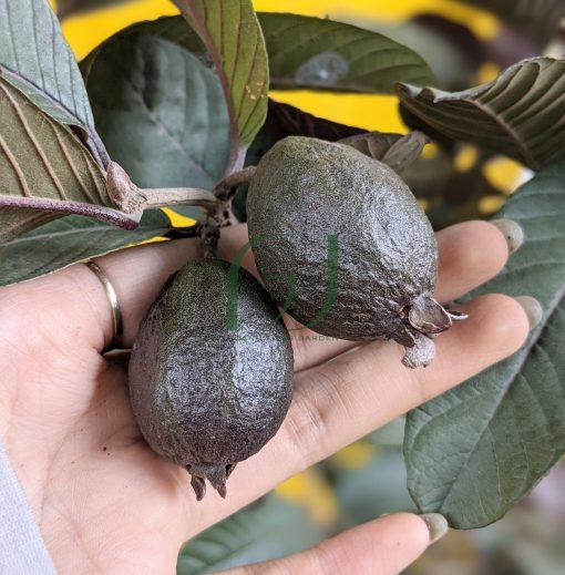 Cây giống Ổi Tím SIÊU SỚM.