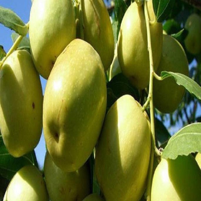 COMBO 2 CÂY GIỐNG TÁO ĐẠI SIÊU NGON SIÊU QUẢ DÒNG QUẢ SỚM