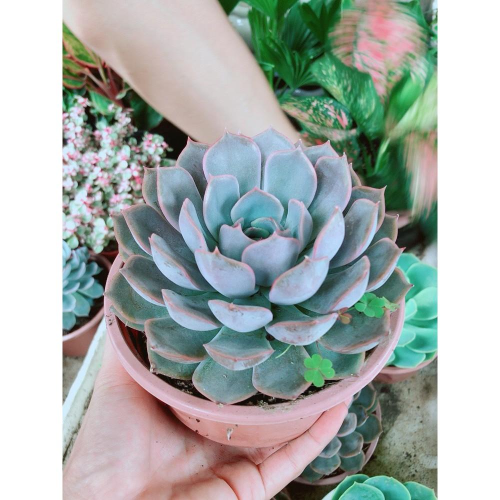 Sen Đá Tím Cánh Cứng Size Đại