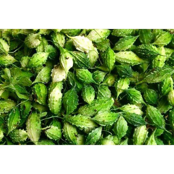 Hạt giống Khổ qua rừng