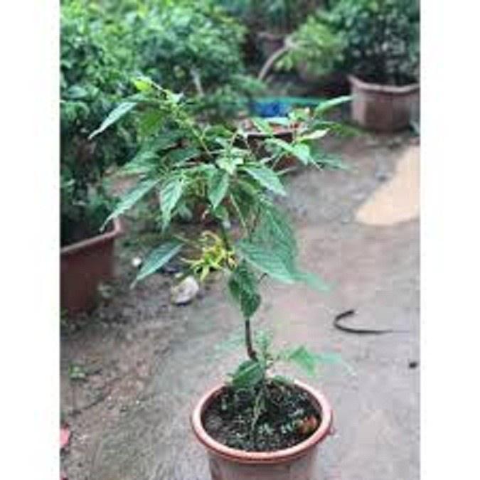 CÂY GIỐNG CÂY NGỌC LAN HOA VÀNG