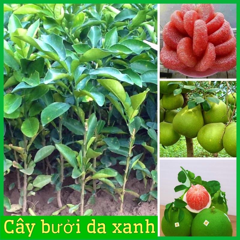 Cây giống bưởi da xanh ruột hồng không hạt vị chua ngọt thanh