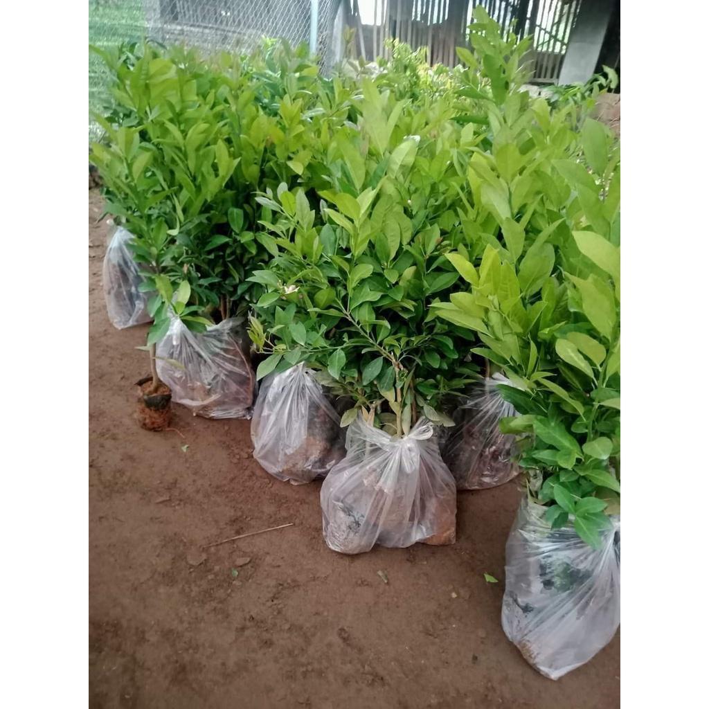 Cây Giống Chanh Giấy siêu sớm