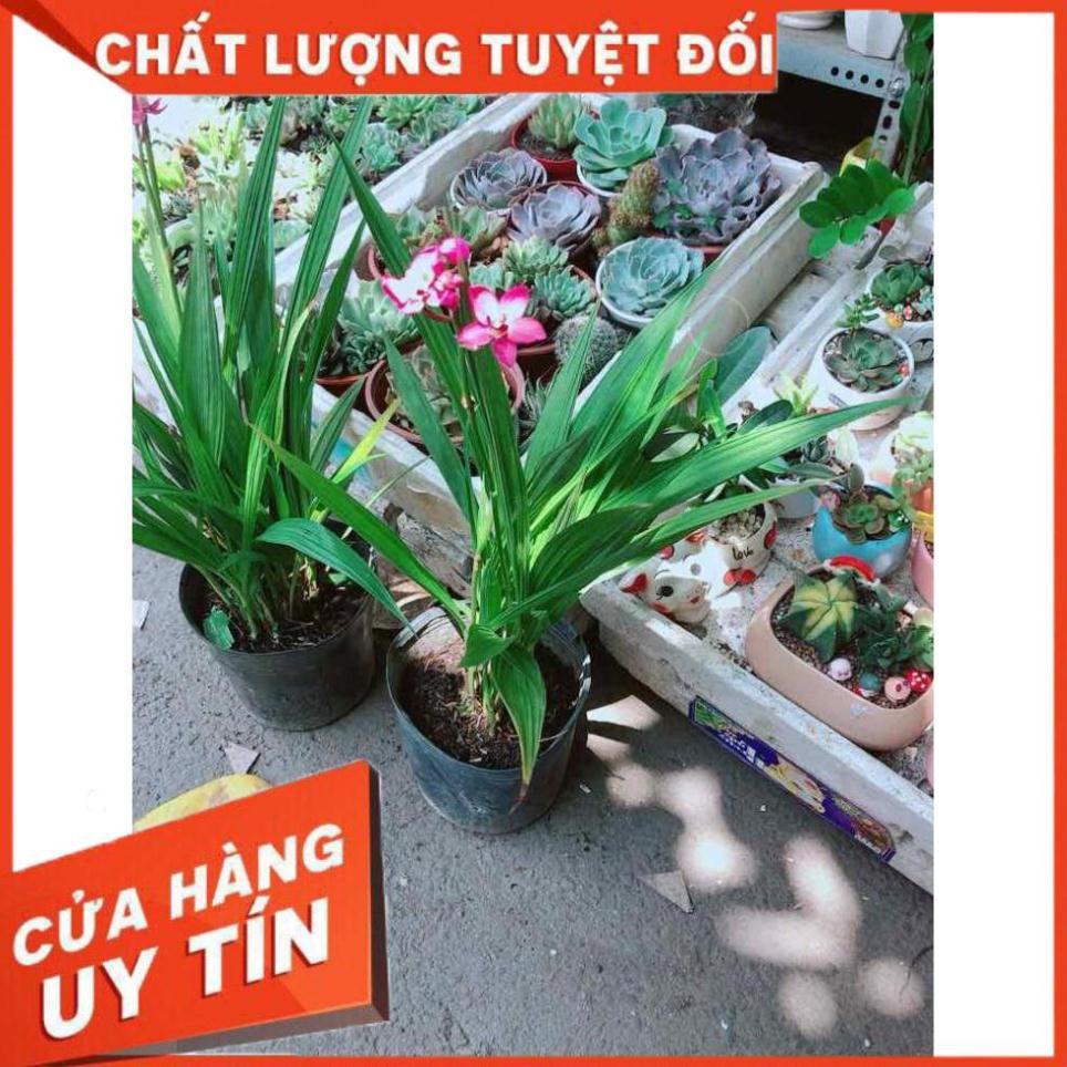 Chậu Lan Đất Nhiều Người Mua