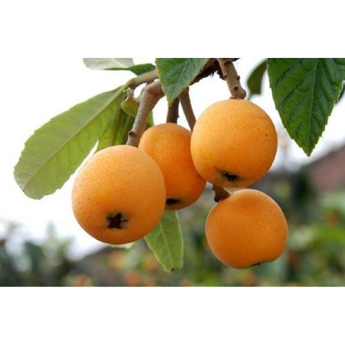 CÂY GIỐNG QUẢ BIWA SIÊU NGỌT, SIÊU QUẢ, SIÊU NĂNG SUẤT,SIÊU KINH TẾ- CAM KÊT GIỐNG CHUẨN F1 - CGBWSQSNSSK