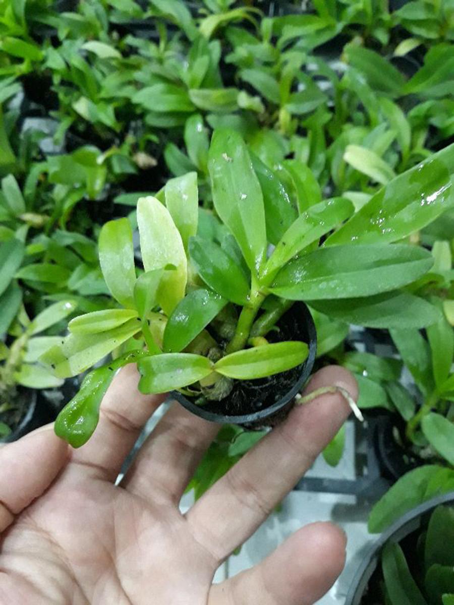 Combo 2 cây hoa lan - phi điệp phi 21 hòa bình