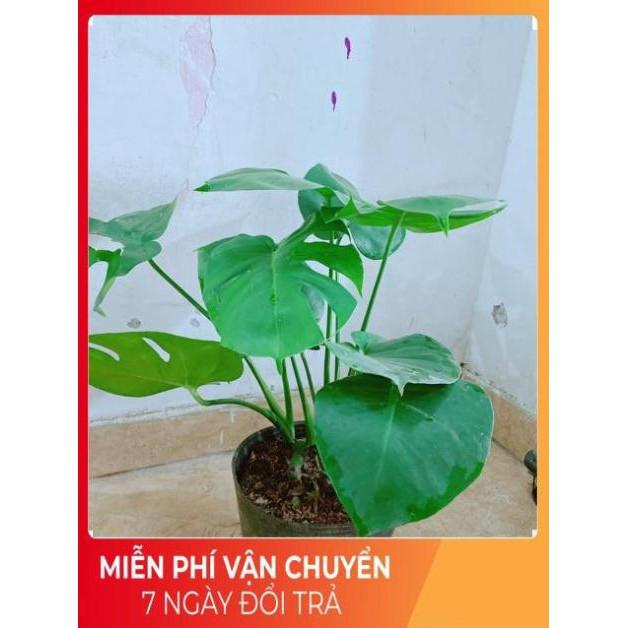 Cây Môn Lá Rách ( Phật Bà Lá Rách)