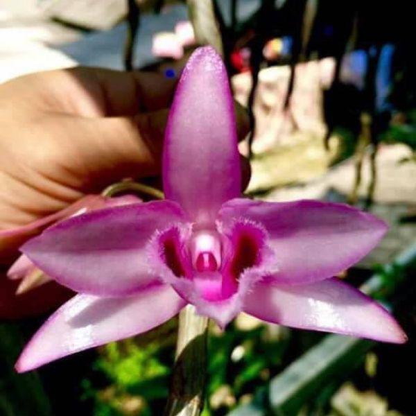 Chậu LAN PHI ĐIỆP NÙ TAM BỐ