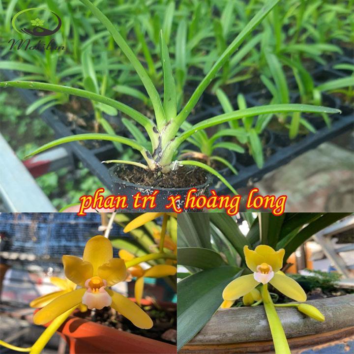 Hoa lan kiếm, Lan kiếm HOÀNG LONG X PHAN TRÍ