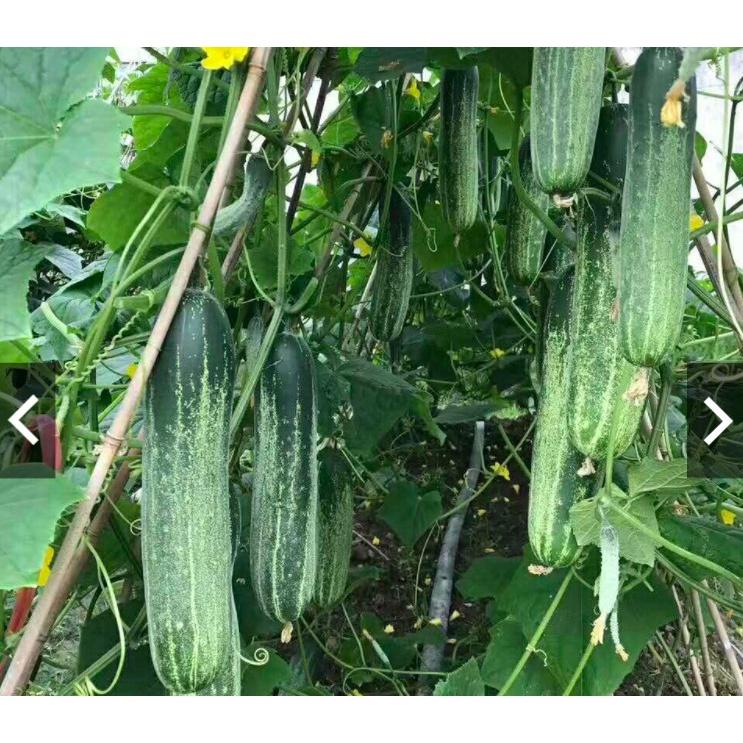 Hạt giống Dưa leo F1 Green - chịu nhiệt