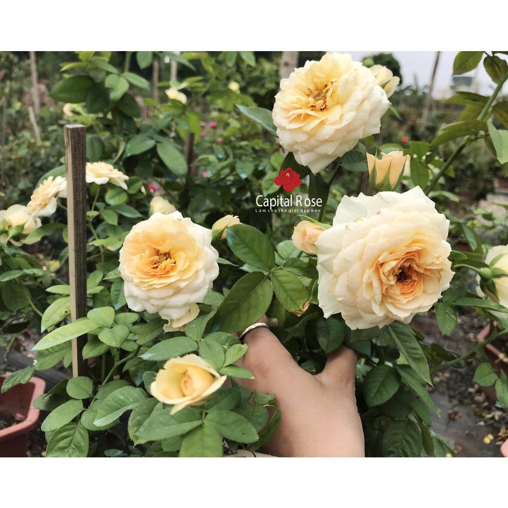 Hoa Hồng ngoại Kizuna tree nguyên thân