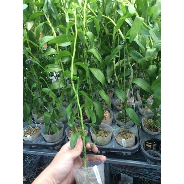 Phong lan phi điệp trắng siêu đẹp