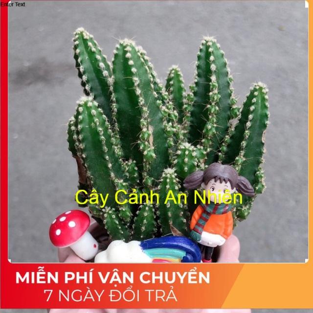 Chậu xương rồng thanh sơn