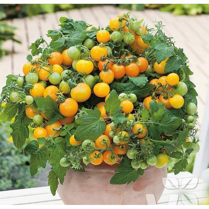 Combo 9 loại cà chua đủ màu – 9 gói – tặng 1 gói kích hạt nảy mầm