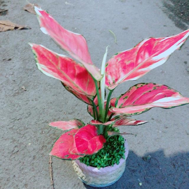 Chậu Vạn Lộc Hồng