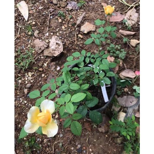 Cây hoa hồng ngoại Molinex- bầu to cây trưởng thành