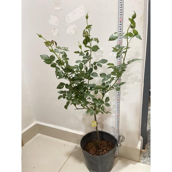 Cây hoa Hồng thân gỗ dáng tree Sunny antike