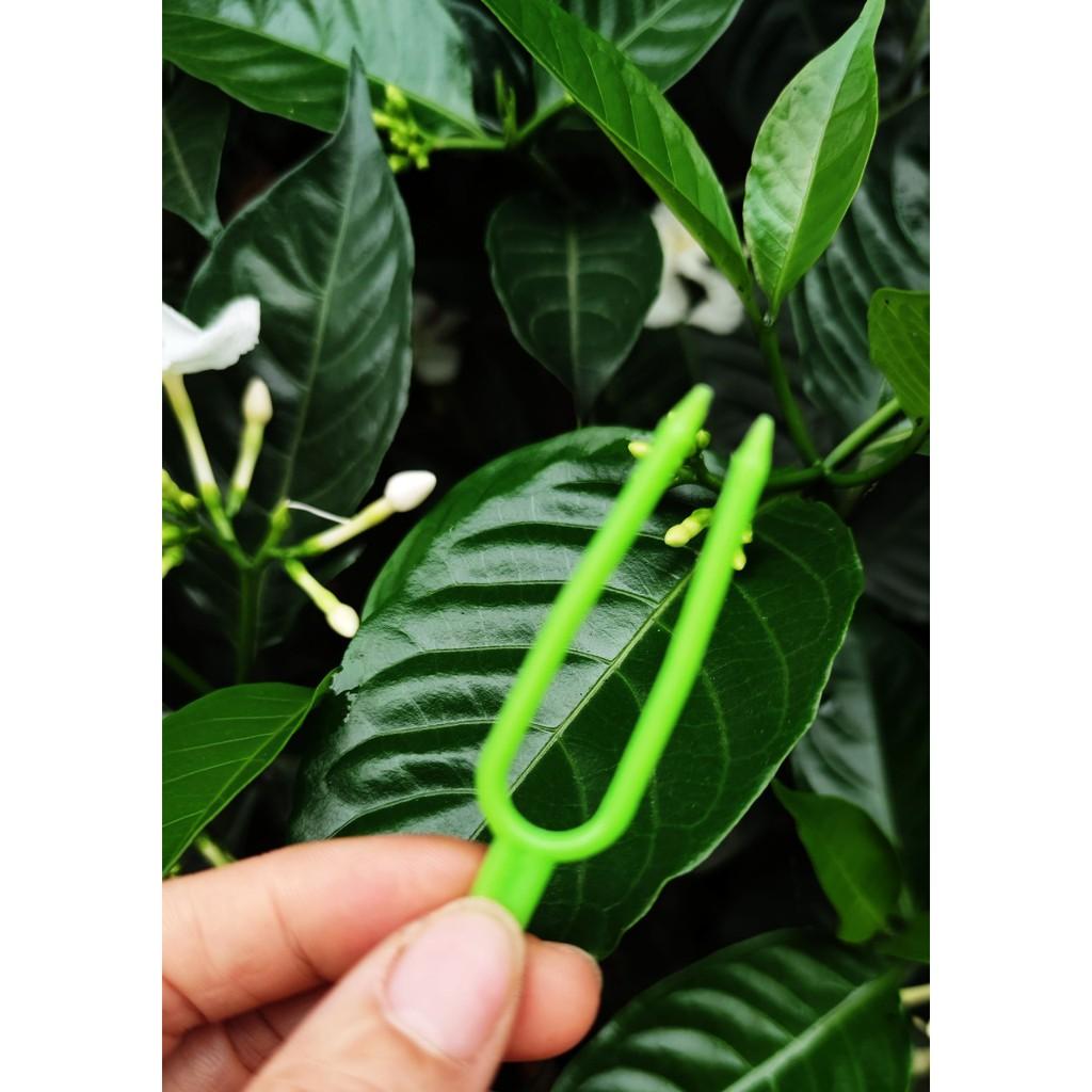 Kẹp cố định keiki , kẹp ki lan