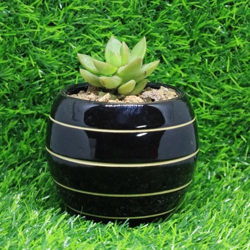 Chậu sứ đen tráng men cao cấp trồng Cây