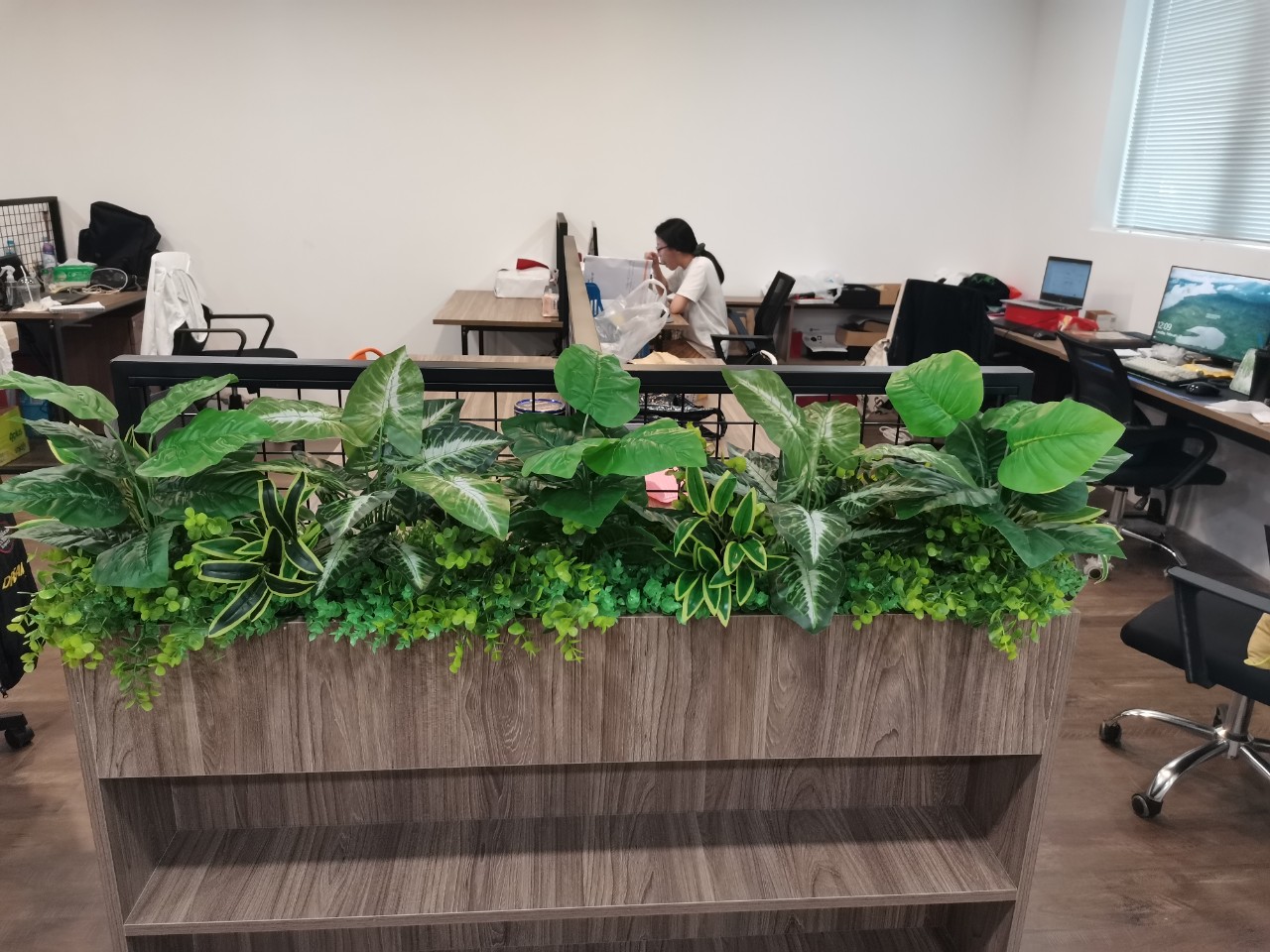 Combo cây trang trí văn phòng - Mẫu chậu cây trang trí văn phòng