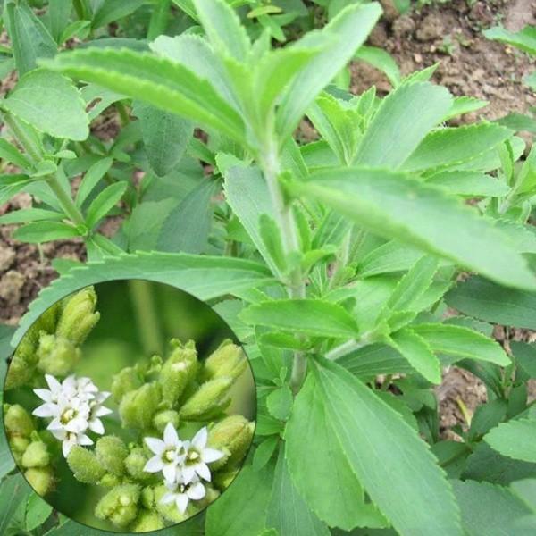 189A GÓI 50 Hạt Giống Cỏ Ngọt Stevia NẢY MẦM CỰC TỐT