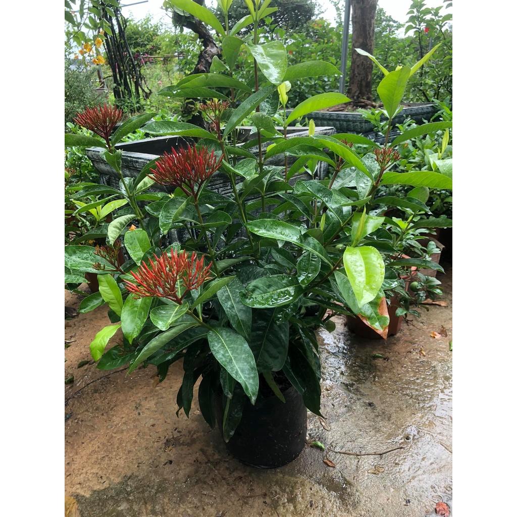 Cây hoa mẫu đơn đỏ,cây to