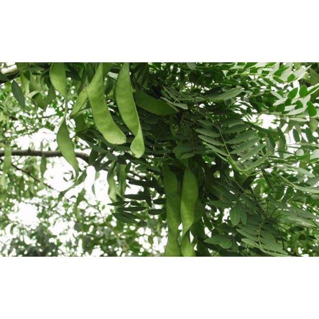 Hạt giống Cây Bồ Kết Cây KNS3697
