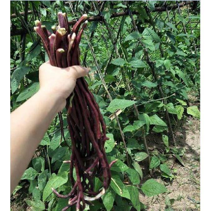 Hạt giống đậu đũa đỏ dể trồng f1 -gói 3gram-tặng kèm gói phân bón lót