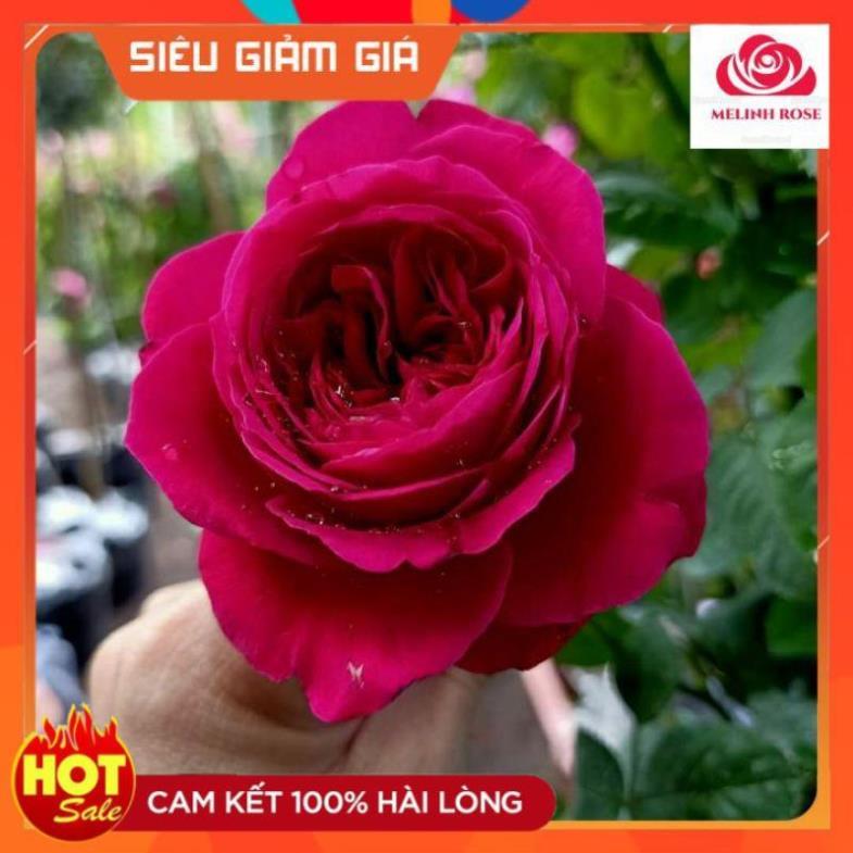 Hoa hồng ngoại Rouge Royal – Bông hồng mang nét đẹp của sự bền bỉ