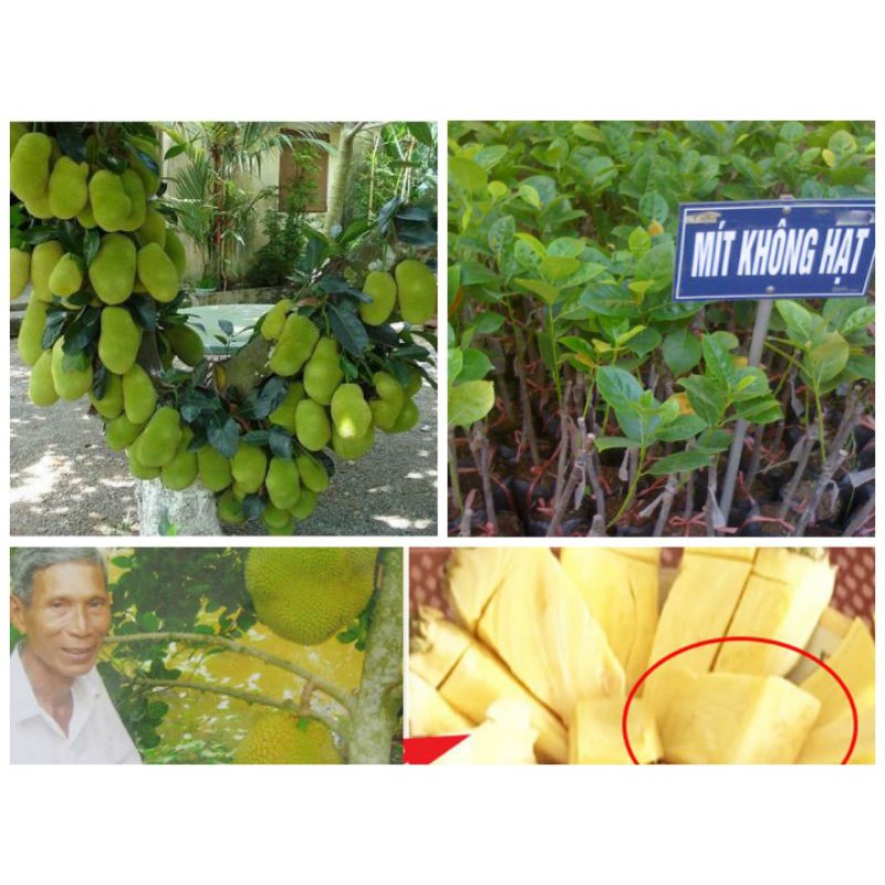 Mít không hạt khổng lồ dòng F1