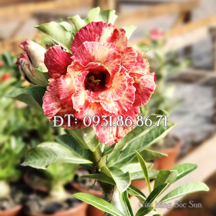Hạt giống hoa sứ kép Thái Lan màu đỏ cam – Bịch 10 hạt – Mã số 1770
