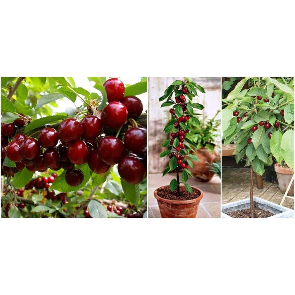 Cây giống CHERRY Brazil chịu nhiệt - Cây giống F1- hàng nhập khẩu