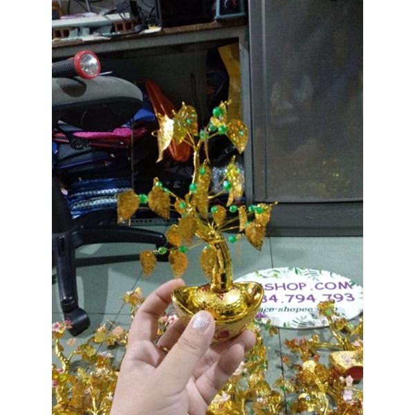 Cây kim tiền tài lộc,cành vàng lá ngọc nhìu mẫu 15cm phk shop