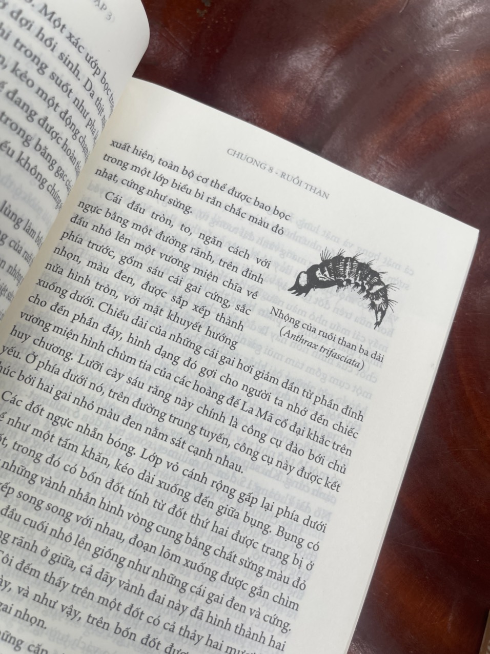 CÔN TRÙNG KÝ – Tập 3 - Jean-Henri Fabre - An Lạc Group dịch – Huy Hoàng Bookstore – bìa mềm