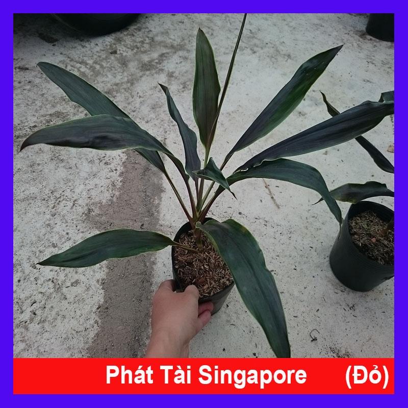 Cây Phát Tài Singapore (Lá Đỏ) - cây cảnh phong thủy + tặng phân bón cho cây