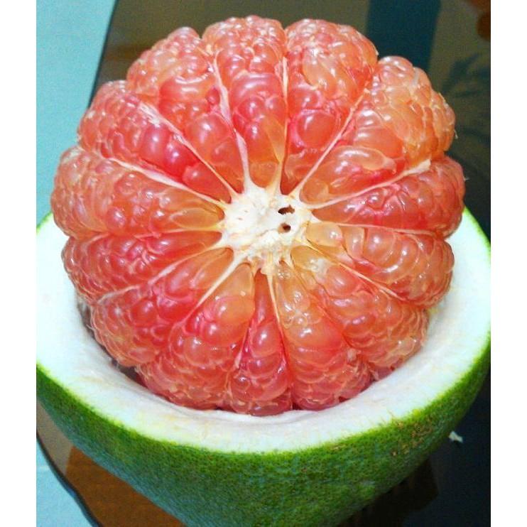 Cây giống Bưởi Da Xanh Ghép .