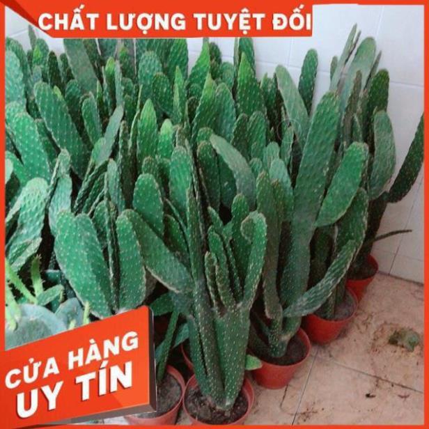 Xương Rồng Size Đại