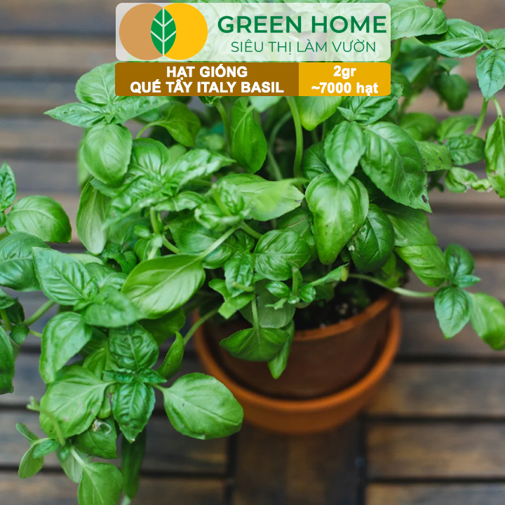 Hạt Giống Quế Tây Italy Basil GreenHome, Gói 2g~7000 hạt, Dễ Trồng Quanh Năm, Tỉ Lệ Nảy Mầm Cao G21
