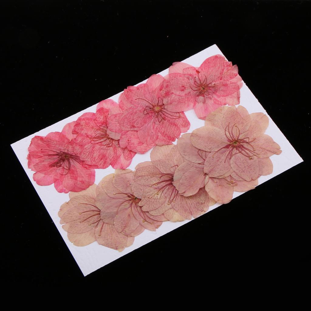 10 Pieces Natural Pressed Dried Sakura Flower Cherry Blossom for DIY Arts Crafts