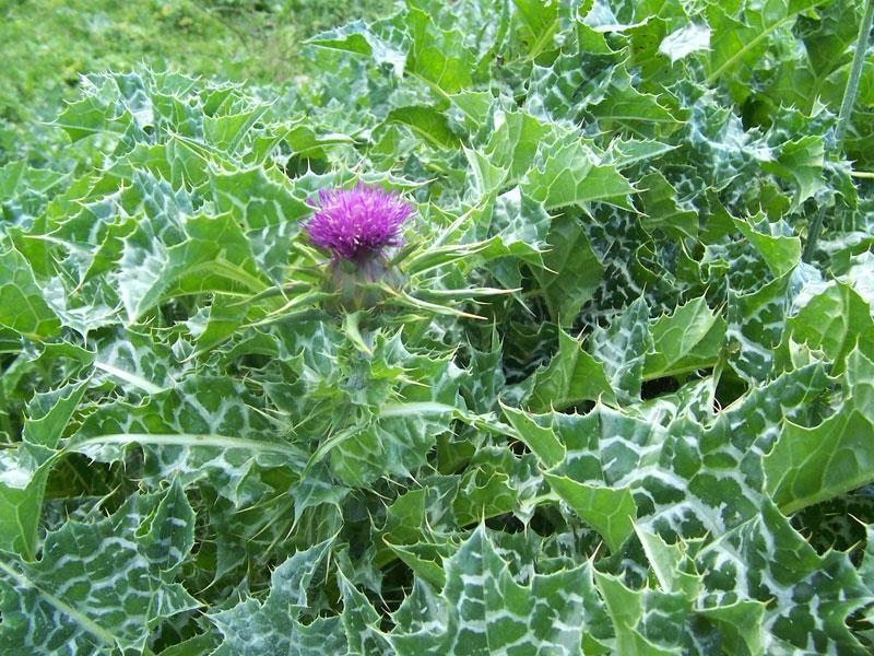 Hạt Giống Kế Sữa Gan Milk Thistle (10 Hạt)