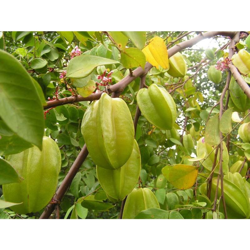 Cây Giống Khế Ngọt Thái Lan