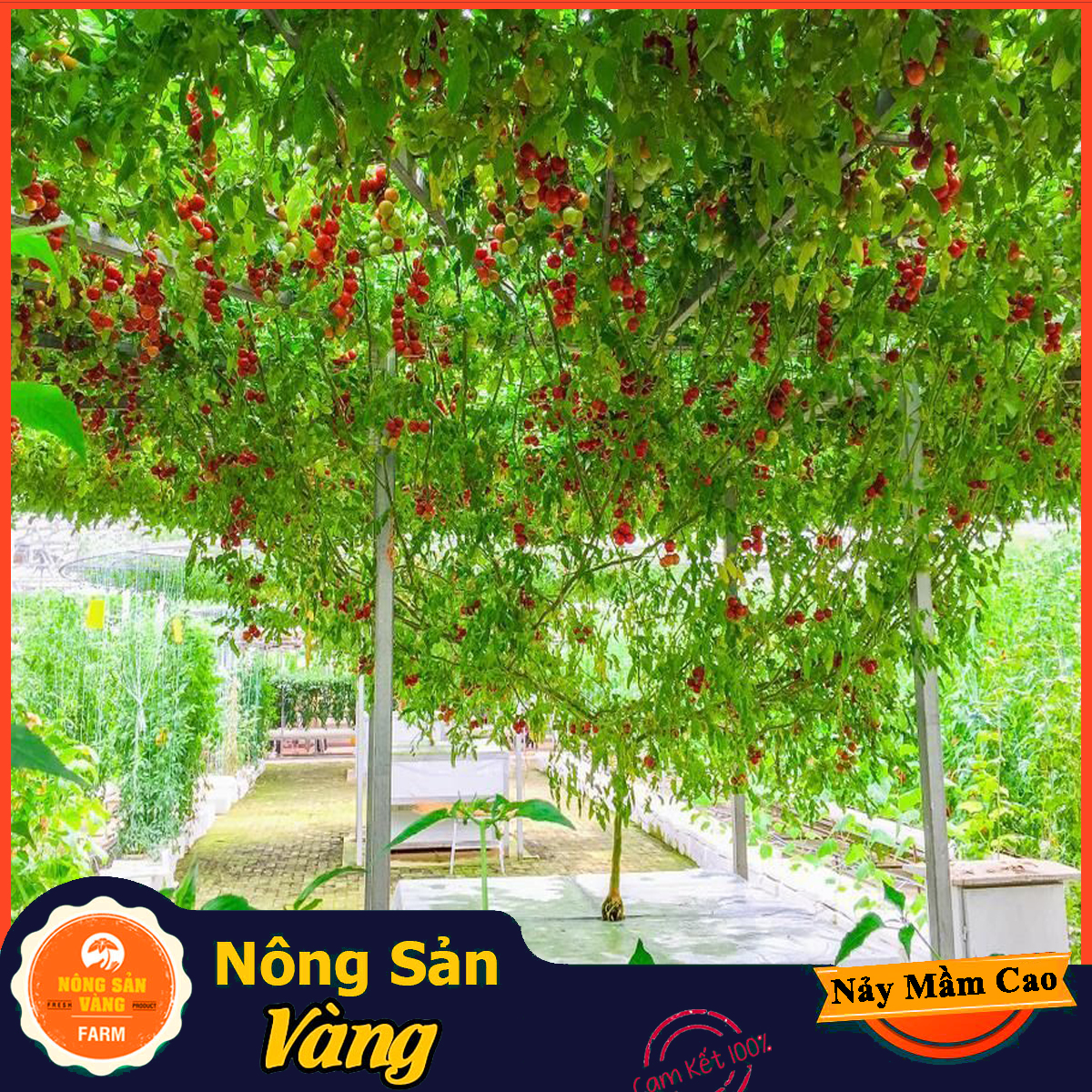 Hạt giống Cà Chua Leo Giàn - Nông Sản Vàng