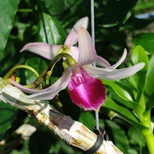 Phi điệp bệt chúa ninh thuận, phi điệp đột biến ninh thuận, mặt hoa đẹp cấy mô